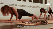 best friends nkla GIF by Best Friends Animal Society