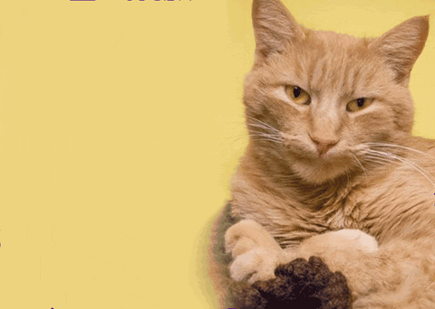 merry christmas cat GIF by Nebraska Humane Society