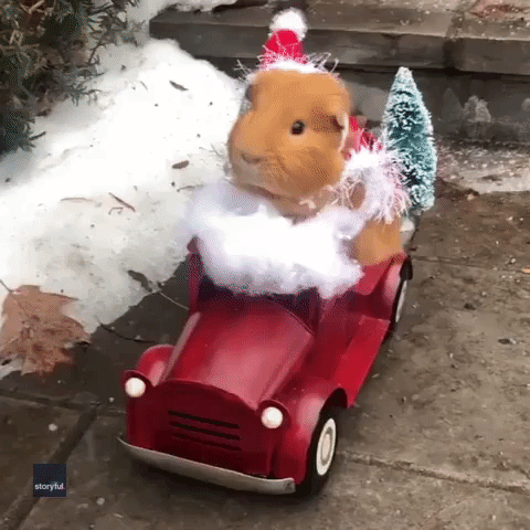 Festive Guinea Pig Delivers Holiday Cheer