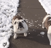 Drake Mascot GIF by DrakeUGriff