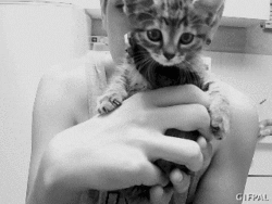 cat GIF