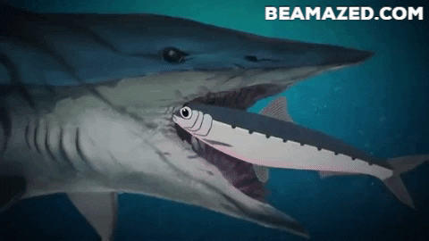Momotaj giphygifmaker helicoprion GIF