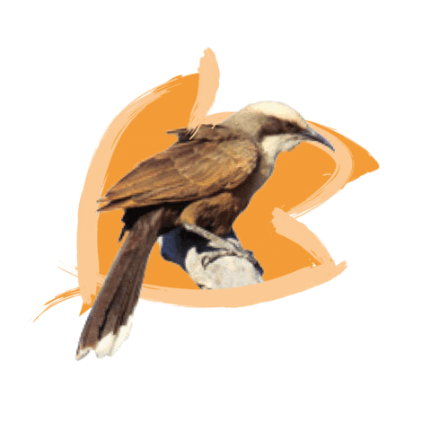 Endangered Species Australia Sticker by NSW Department of Planning, Industry and Environment