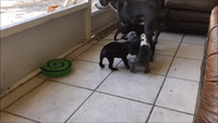 World's Cutest Foster Puppies Excitedly Play