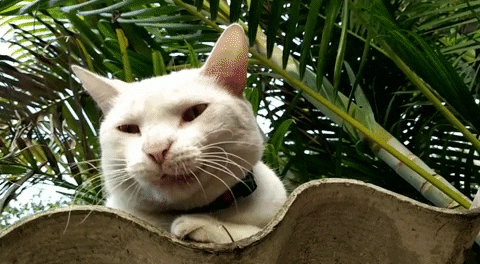 dougmota cat sleep kitty pet GIF
