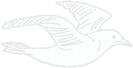 Seagull Vogel Sticker by zartmintdesign