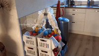 Cockatoo Loves Creating a Mess After Owner Cleans