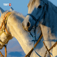 Where Are You What GIF by TRT