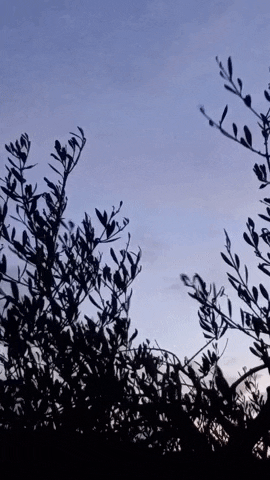 Simongip giphygifmaker GIF