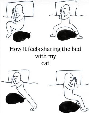 Cat GIF