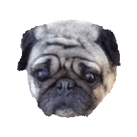 sad pugs STICKER by imoji