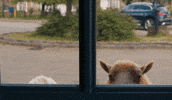 Blick Heimlich GIF by Sony Pictures Germany