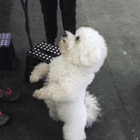 westminster dog show dogs GIF by Westminster Kennel Club