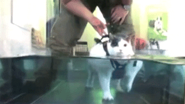 cat workout GIF by Daily Mail Online