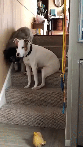 Attentive Young Dog Helps His Elderly Friend Down the Stairs