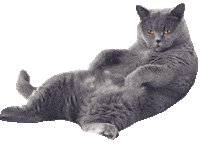 Cat Blink Sticker by robotyreczne