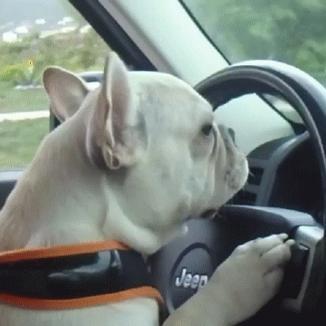 Video gif. Closeup of a dog at the wheel of a moving car who turns casually to look over its shoulder at us.