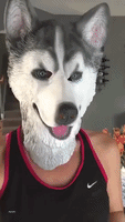 Husky Gets a Fright From Owner's Halloween Mask