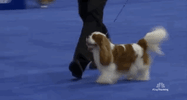 national dog show 2018 GIF by NBC