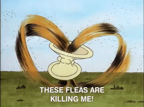nicksplat GIF