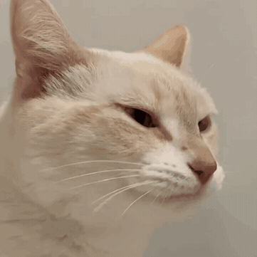 Confused Wait What GIF