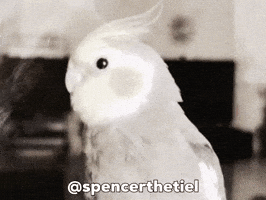 Instagram Bird GIF