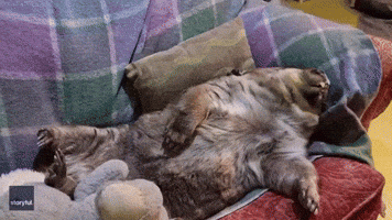 Sleepy Wombat Embraces His Inner Couch Potato