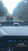 Emu-ve Outta the Way! Leisurely Strolling Emu Backs Up Traffic on Alabama Highway