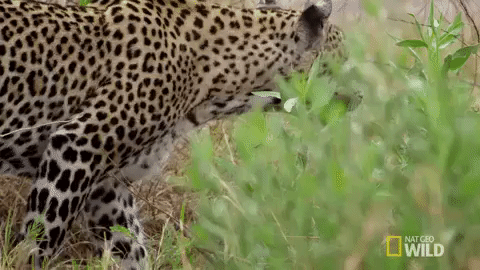 nat geo wild leopard GIF by Savage Kingdom