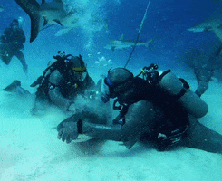 Discovery GIF by Shark Week
