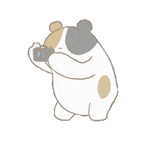 Bear Photographer Sticker