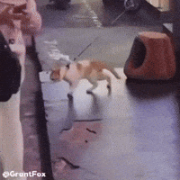 Michael Jackson Dance GIF