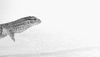 komodo dragon lizard GIF