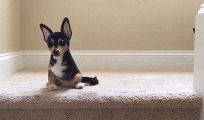 dog walk GIF