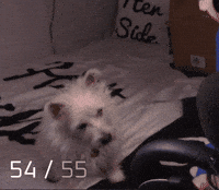 Littlerage_ littlerage dance littlerageskittlespaw GIF