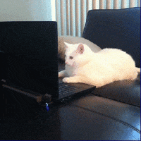 working from home GIF