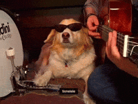 Dog Playing GIF