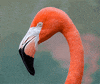 flamingo GIF