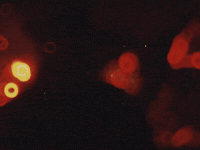 Red Dead Redemption 2 Wisdom GIF