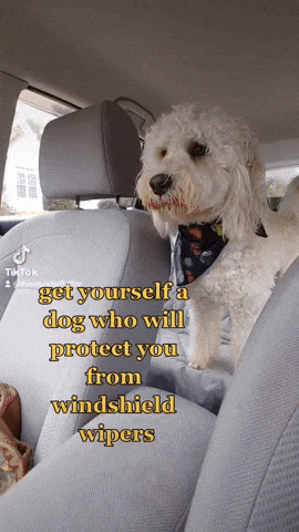 cuteanimalland giphyupload GIF