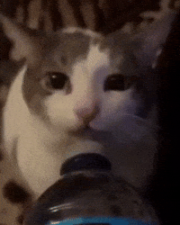 Cat Drinking GIF