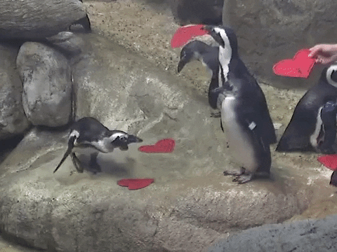 valentines day valentine GIF by California Academy of Sciences
