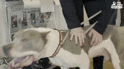 dog GIF by The Dodo
