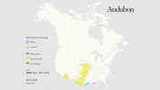 bell's vireo GIF by audubon