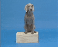 William Wegman Dog GIF by Jason Clarke