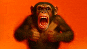 Monkey Thats Wild GIF by Sixt