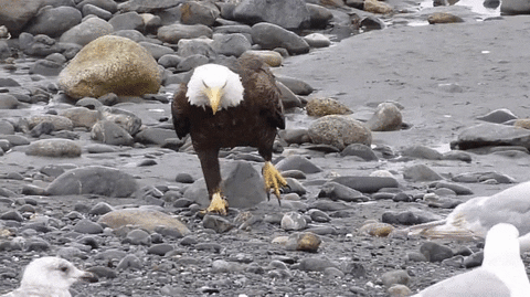 eagle stroll GIF