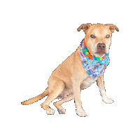 Stitch Sticker by Geekster Pets