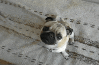 dog pug live GIF