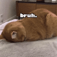 Over It Cat GIF by Respective